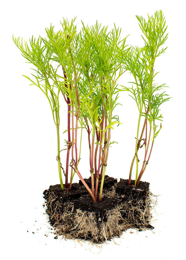 Produktfoto zu Blumenpaket Cosmea 10 Stk