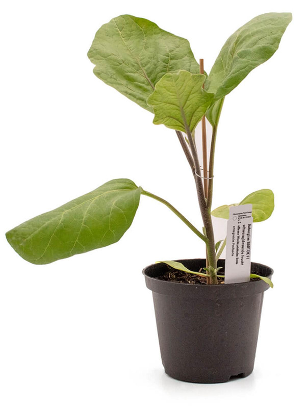 Produktfoto zu Pflanze Mini- Aubergine