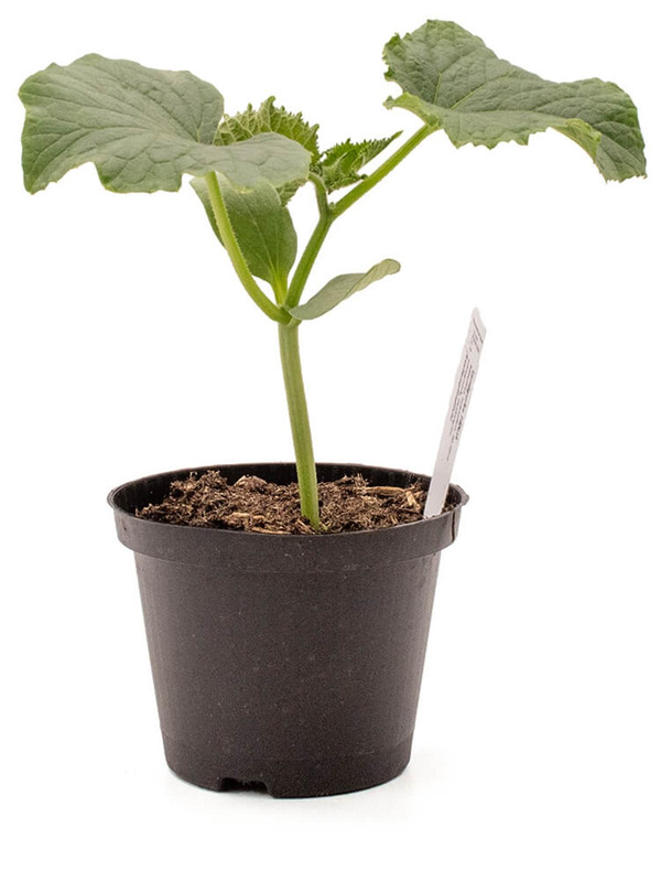 Produktfoto zu Pflanze Landgurken