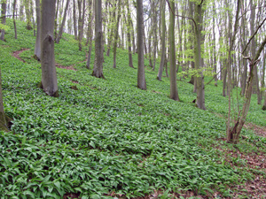 KI generiert: Waldlandschaft mit dichtem Teppich aus grünen Pflanzen unter hohen Bäumen im Frühling.