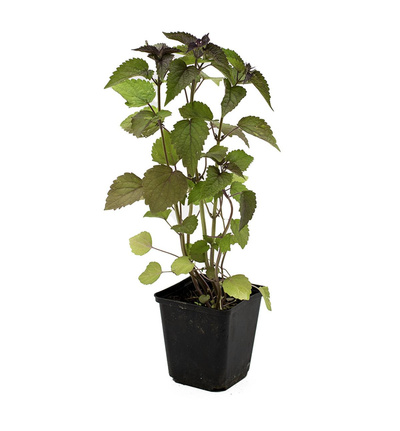 Produktfoto zu Topf Anisysop, Aniskraut