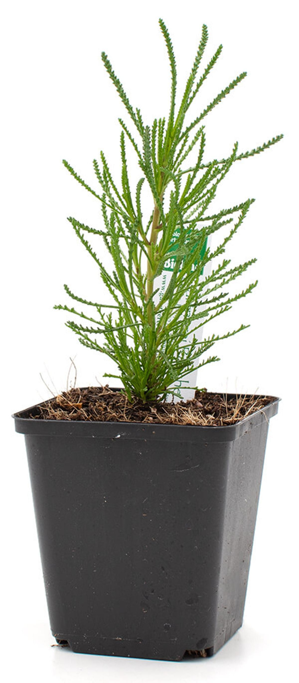 Produktfoto zu Topf Olivenkraut