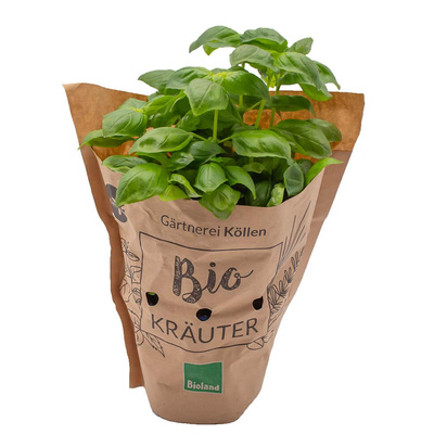 Produktfoto zu Kräuter , Basilikum Topf