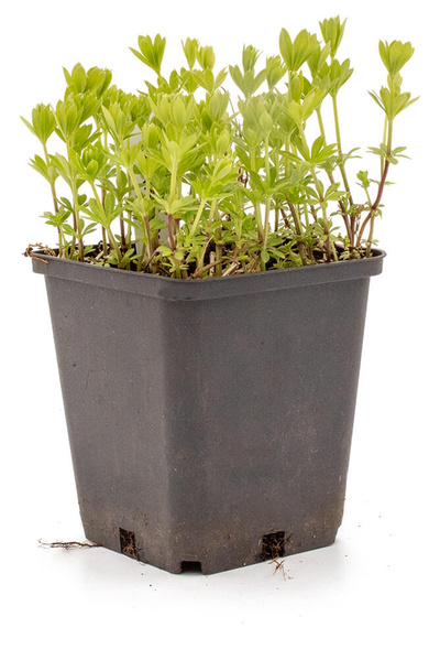 Produktfoto zu Topf Waldmeister