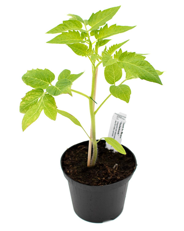 Produktfoto zu Pflanze Flaschentomate