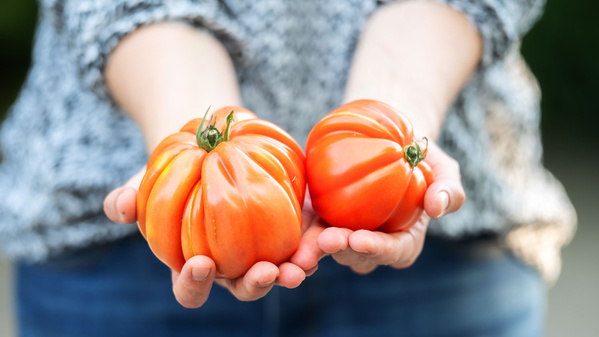 Ein Mensch bietet zwei Tomaten an