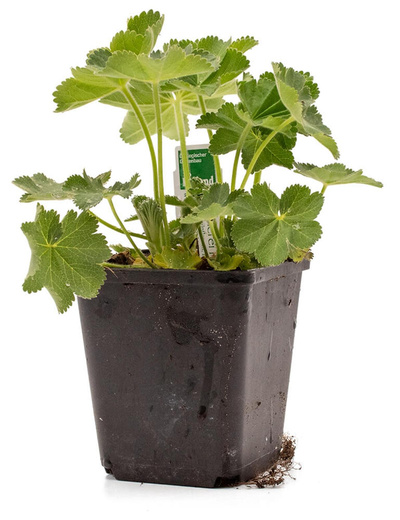 Produktfoto zu Topf Frauenmantel