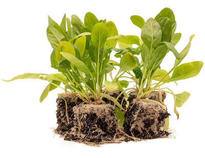 Produktfoto zu Spinatpflanzen Paket 10 Stk