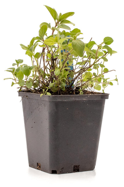 Produktfoto zu Topf Oregano, Dost