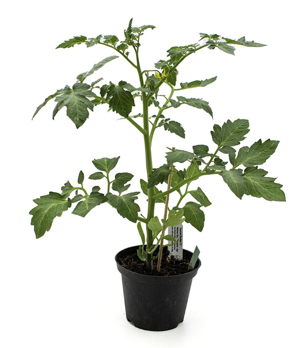 Produktfoto zu Sorte Dasher