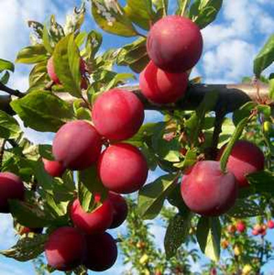 Produktfoto zu Pflaume rot