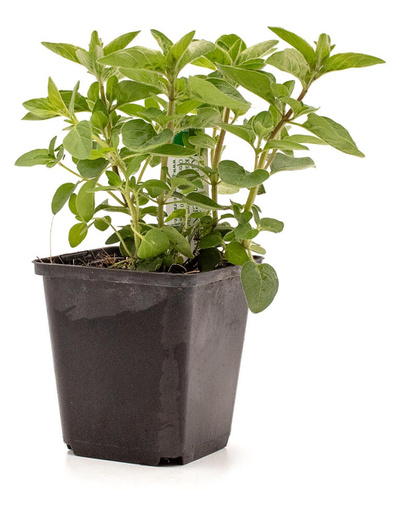 Produktfoto zu Topf Oregano, griechisches