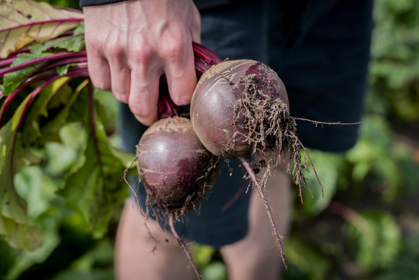 KI generiert: Eine Hand hält frisch geerntete rote Bete.
