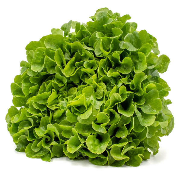 Produktfoto zu Eichblattsalat grün