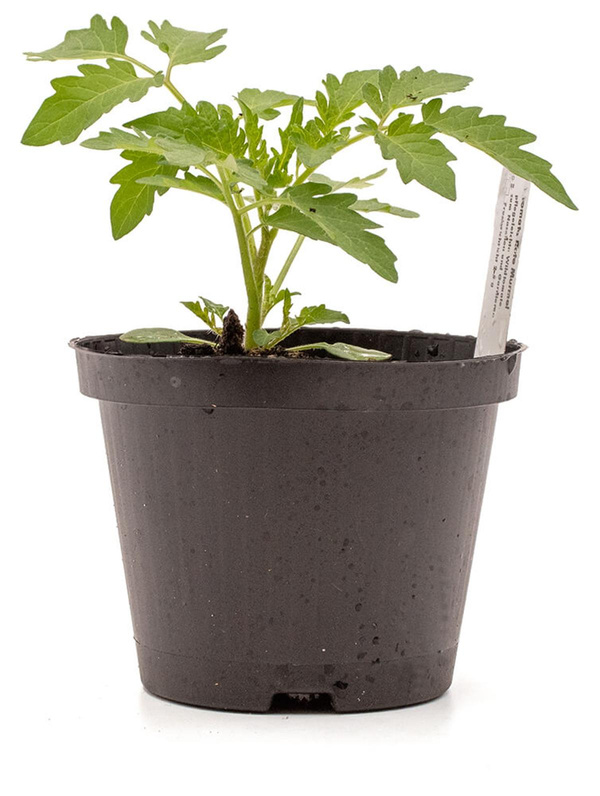 Produktfoto zu Pflanze Freilandcoktailtom rot