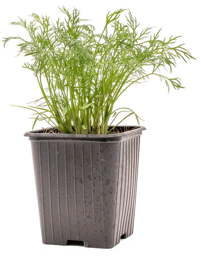 Produktfoto zu Topf Dill