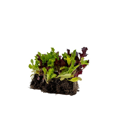 Produktfoto zu Pflücksalat 5 Stk