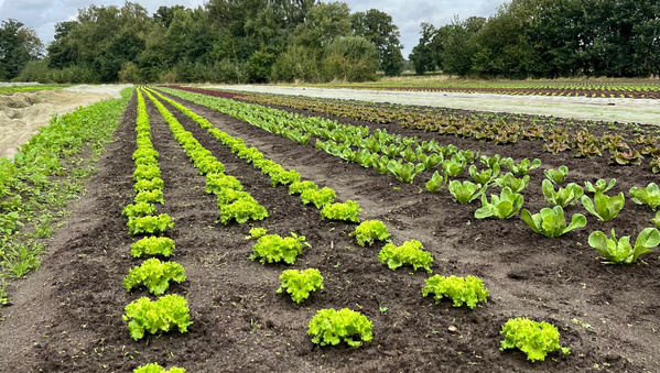 KI-generierte Beschreibung: Hauptinhalt: Feld mit grünen Salatpflanzen in Reihen.