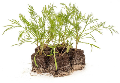 Produktfoto zu Pflanzen Dill Paket 5er