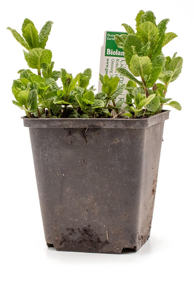 Produktfoto zu Topf Marokkanische Minze