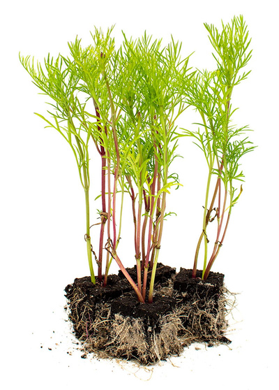 Produktfoto zu Blumenpaket Cosmea 10 Stk