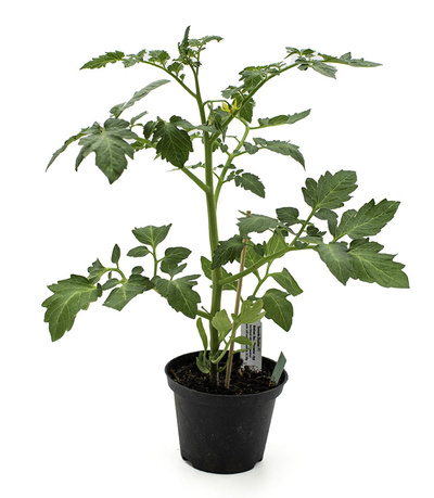 Produktfoto zu Sorte Dasher