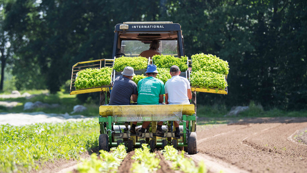 KI generiert: Ein Traktor transportiert Arbeiter und Salatsetzlinge auf einem Feld.