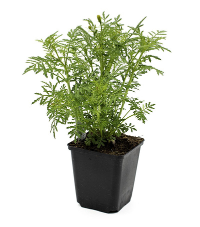 Produktfoto zu Topf Gewürztagetes