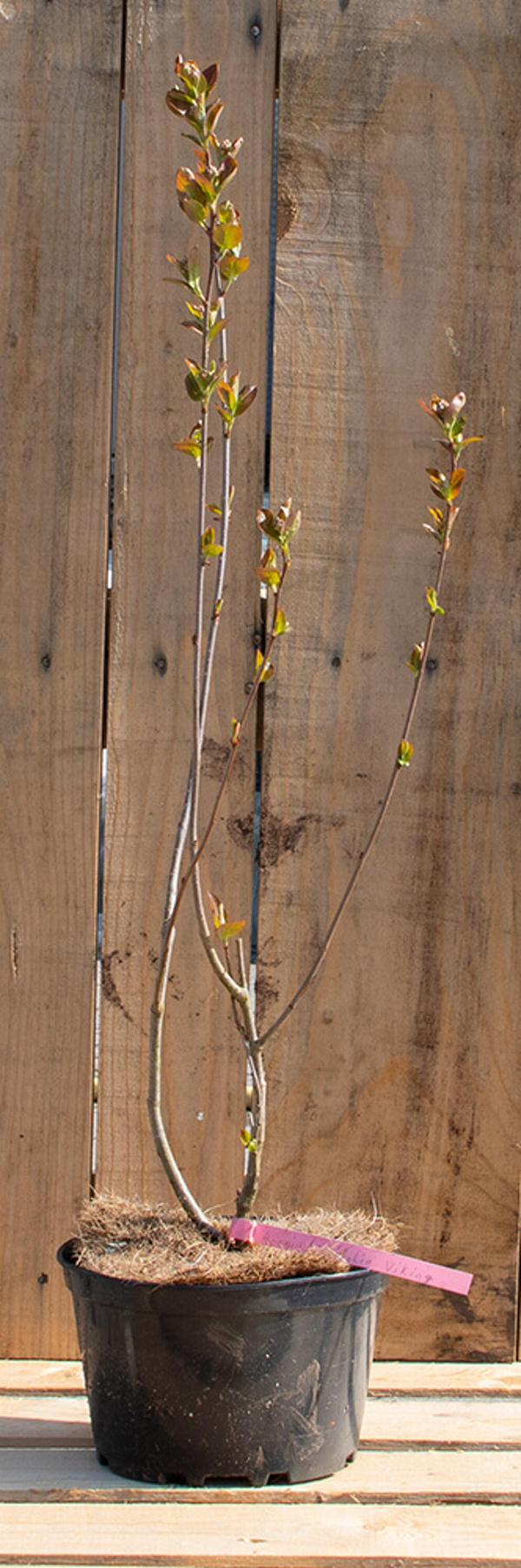 Produktfoto zu Aronia  Pflanze 2 l-Topf