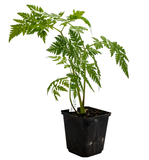 Produktfoto zu Topf Myrrhenkerbel (Süßdolde)