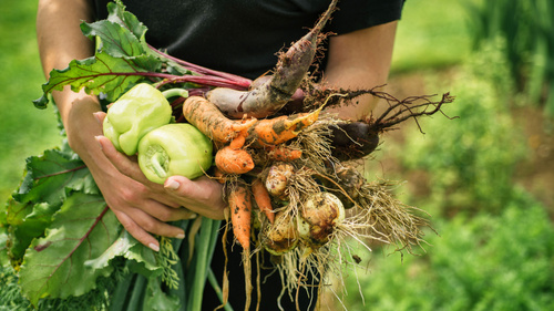 Gemüse frisch geerntet