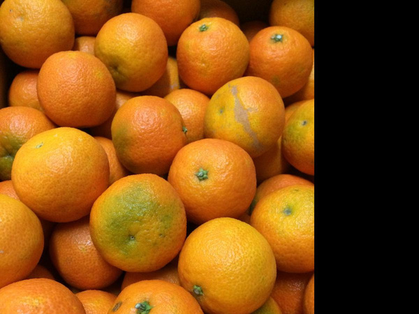 Produktfoto zu Clementinen 2-4