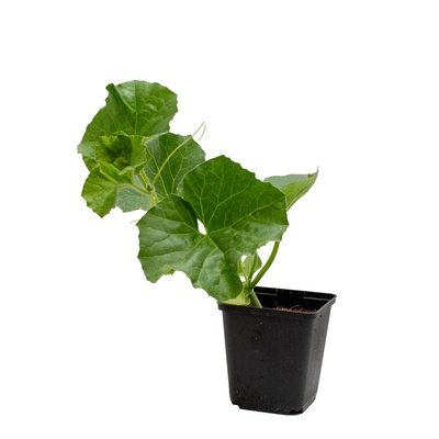 Produktfoto zu Topf Honigmelone