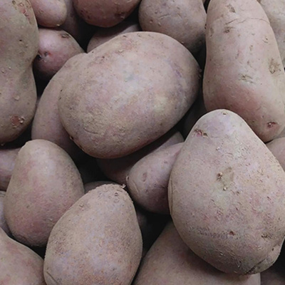 Produktfoto zu Frühkartoffeln Annabelle